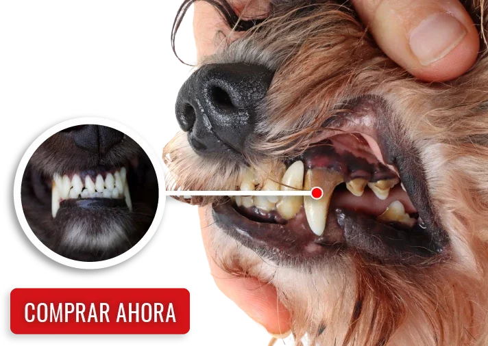 CUIDADO DENTAL TOPPER